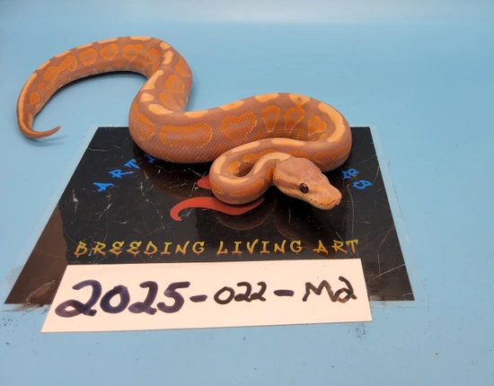Banana Cinnamon Yellowbelly Ball Python by Artistic Reptiles LLC