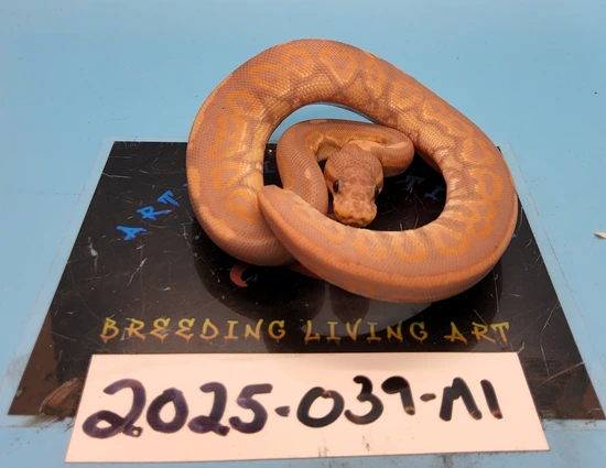 Banana Cinnamon Ball Python by Artistic Reptiles LLC