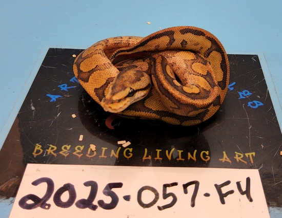Chocolate Spider Yellow Ball Python by Artistic Reptiles LLC