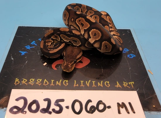 Cinnamon Ball Python by Artistic Reptiles LLC