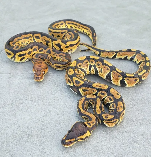 Grim Clown Female And Grim 100% Het Clown Male Ball Python by Xtra Morphs