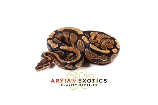 Ball Python Auction Wholesale Single Gene Auction Bundle Ball Python by Aryia's Exotics