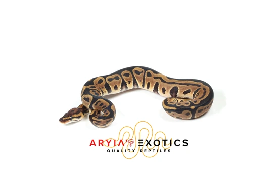 Leopard (Orbit) Dinker Het Clown Ball Python by Aryia's Exotics