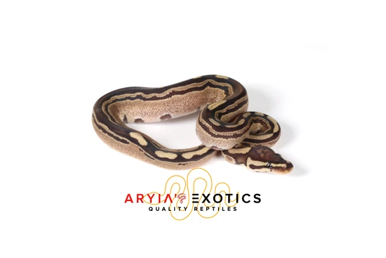 Fire Tri-Stripe Ball Python by Aryia's Exotics
