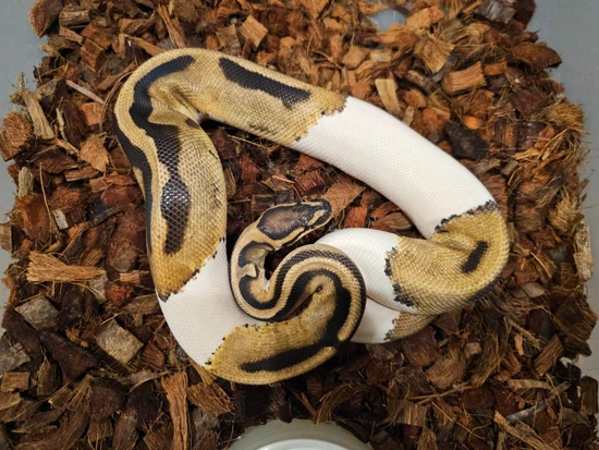 Very Bright Pied Ball Python by Aryia's Exotics