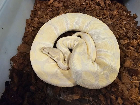 RTB Lavender Albino Ball Python by Aryia's Exotics