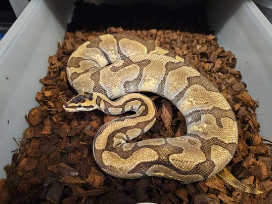 Super Enchi Het Clown Ball Python by Aryia's Exotics