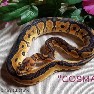 Breeder ♀️ CLOWN 100%hetPiebald 50%phAlbino Ball Python - female for sale from AS König CLOWN
