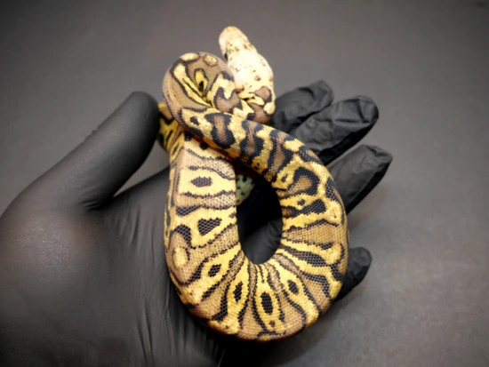 Pastel, Stranger, SN, Clown Female *NO RESERVE!!!* Ball Python by ...