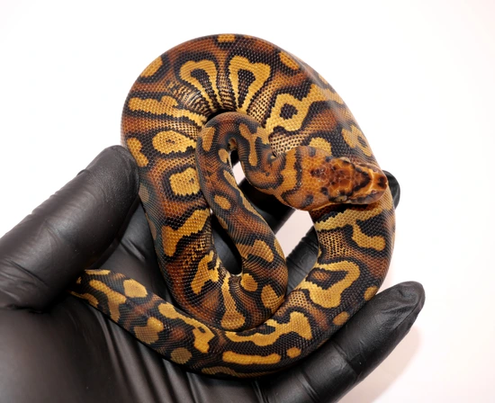 Stranger Gravel Clown Ball Python by Ascension Morphs