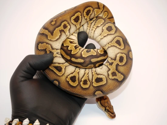 Hurricane Clown Female 475g ***NO RESERVE!!!*** Ball Python by ...