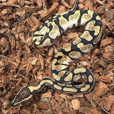Enchi Calico PDH Hypo Clown Ball Python - female for sale from ACI Pythons