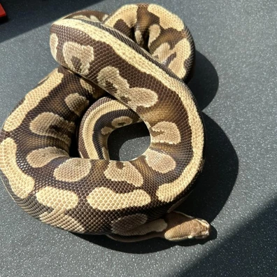 Phantom Fire Ball Python - female for sale from ACI Pythons