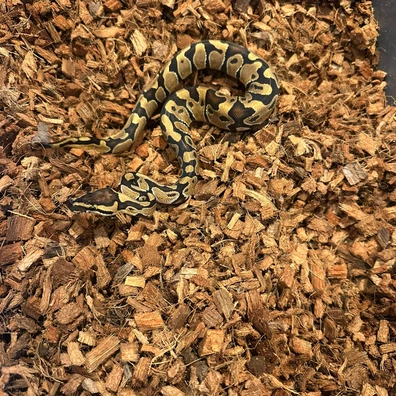 Enchi PDH Hypo Clown Ball Python - male for sale from ACI Pythons