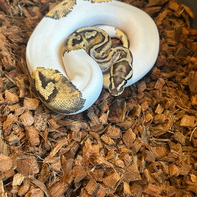 Fire Yellow Belly Pied Ball Python - female for sale from ACI Pythons