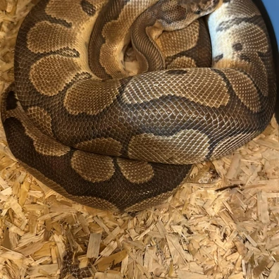 Blade Clown Ball Python - male for sale from ACI Pythons