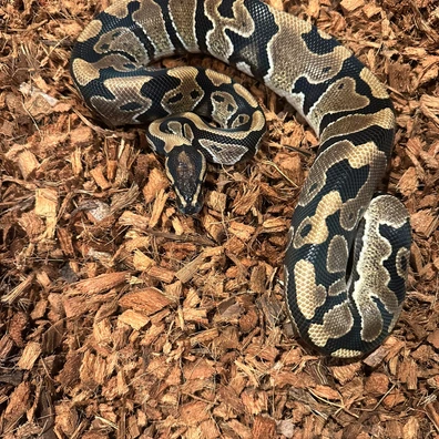 Leopard Het Clown PH Pied Ball Python - male for sale from ACI Pythons