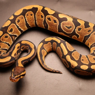 Classic Ph Albino Sunset Ultramel Ball Python - female for sale from Aspiring_ball_pythons