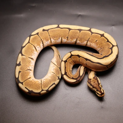 Spider Ph Albino Sunset Ultramel Ball Python - male for sale from Aspiring_ball_pythons