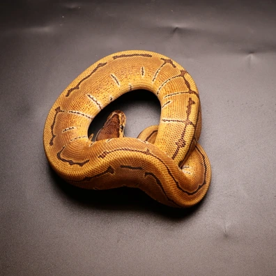 Enchi Pinstripe Het Ultramel Ball Python - female for sale from Aspiring_ball_pythons