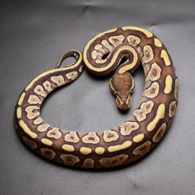 Mojave Specter Ball Python - female for sale from Aspiring_ball_pythons