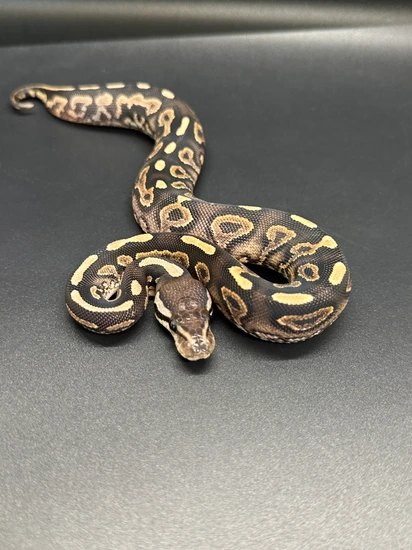 Hot Cinnamon Yellowbelly Ball Python by ASR Genetic Art