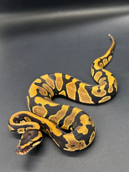 🫥🫸 Confusion Female! Ball Python by ASR Genetic Art