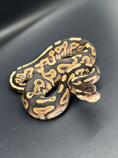 🎉No Reserve🎉 Cinnamon Male Ball Python by ASR Genetic Art