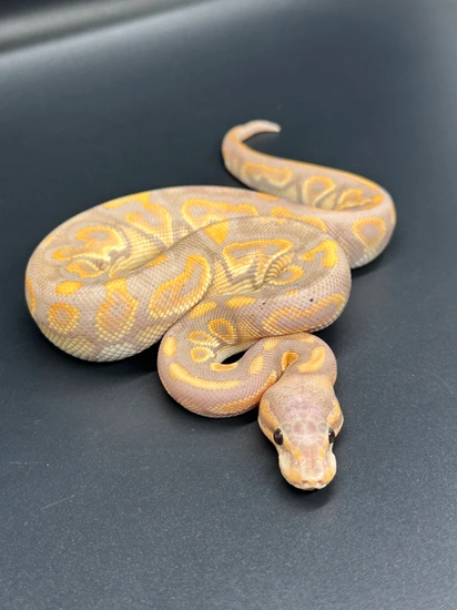 Banana Black Pastel 100% Het Clown Ball Python by ASR Genetic Art