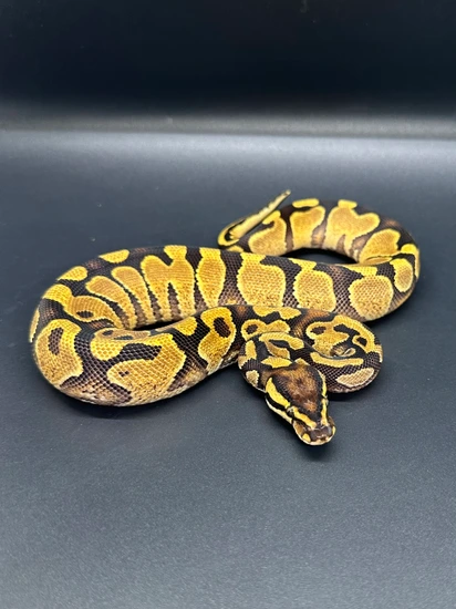 Female Yellow Ball Python 🤟🏼🫵🏼 Yellowbelly Female Ball Python by ASR Genetic Art