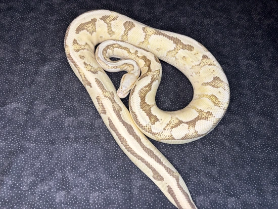Vanilla Scream Ball Python by Free State Ball Pythons