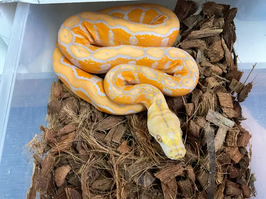 1. Albino Motley Reticulated Python by Atypical Pets