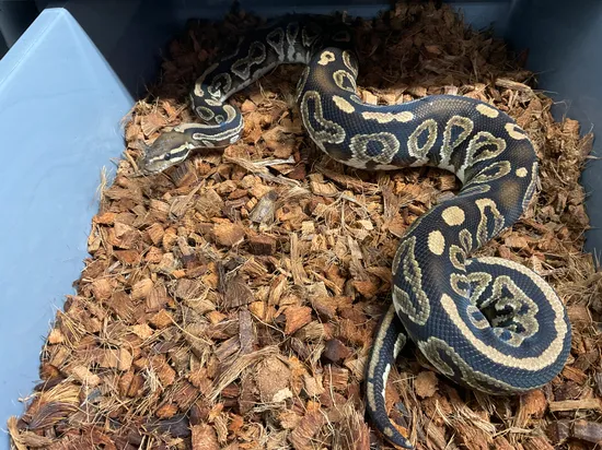 Ball Python Gree 1. Green Pastel Trick Lace Blackback Ball Python by Atypical Pets