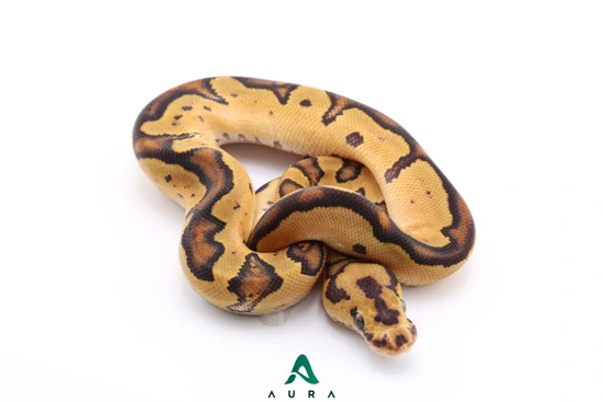 Clown Fire 100% Het Lavender Ball Python by Aura