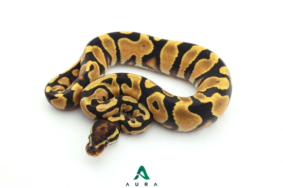 Orange Dream 100% Het Zebra Ball Python by Aura