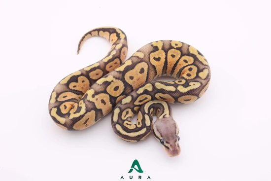 Pastel Hypo 100% Het Sunset Ball Python by Aura