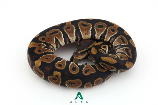 100% Het Clown 100% Het Sunset 100% Het Ultramel Ball Python by Aura
