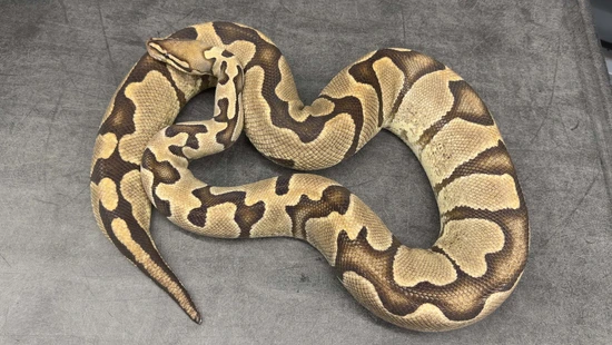 Zebra Ball Python by Aura