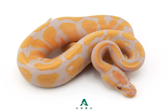 Black Head Lavender Albino 100% Het Pied Ball Python by Aura