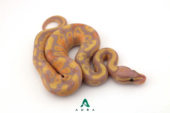 Banana Fire 100% Het Clown Ball Python by Aura