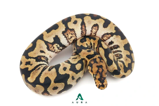 Jaguar Spotnose Clown Ball Python by Aura