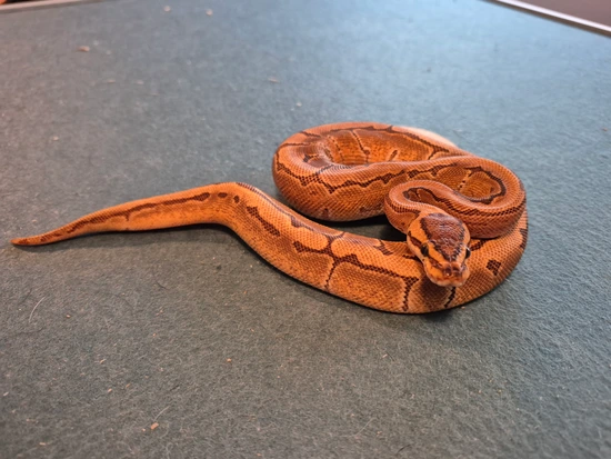 Nuclear Pinstripe Ball Python by Blue Light Conservatory