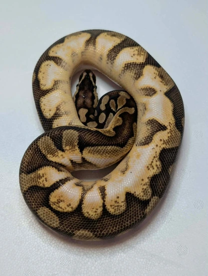 Pastel Sugar (Bourbon) Ball Python by Constrictor Cartel