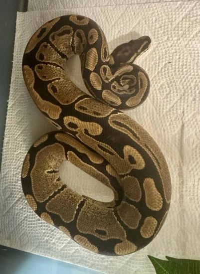 Normal Ball Python by Beachfront Exotics