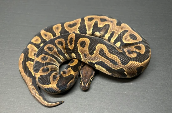 Leopard DH Clown/Pied Ball Python by Medusa’s Serpents