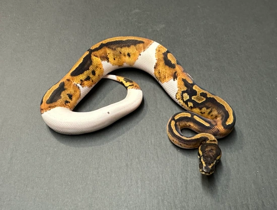 Piebald 50% Het Clown Ball Python by Medusa’s Serpents