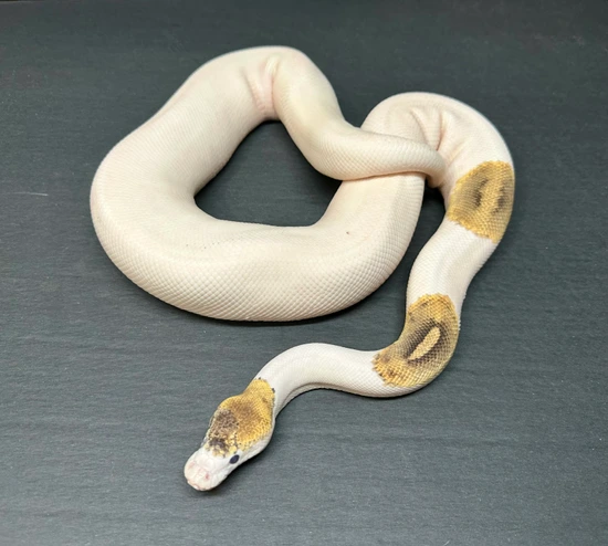 Special Piebald (Pastel) Ball Python by Medusa’s Serpents