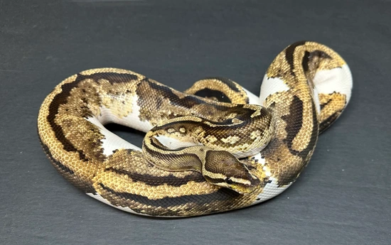 Yellowbelly Piebald Ball Python by Medusa’s Serpents