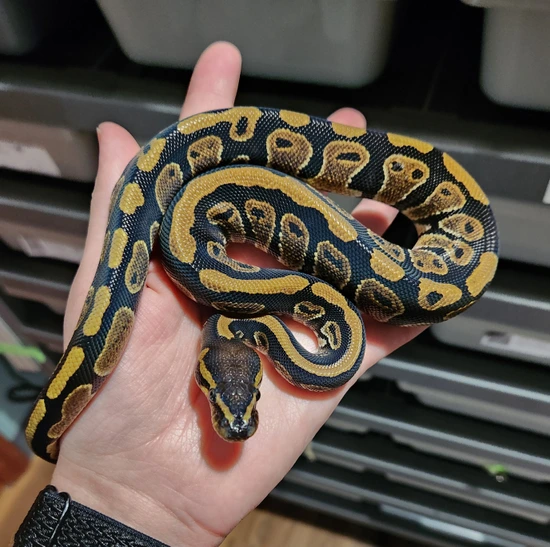 Mahogany DH Puzzle Hypo Ball Python by Falls View Reptiles
