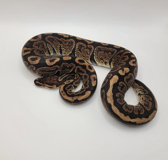 Super Nanny Ball Python by AW Reptiles